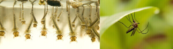 disinfestazione zanzare